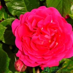 Whartons 'Pasillo Courtyard' Pink Climbing Rose 3Ltr Pot